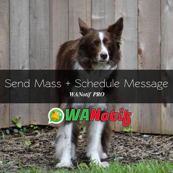 Send Mass Message & Schedule Time